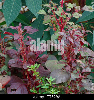 Red Spinat mit Samen und Blüten Stockfoto