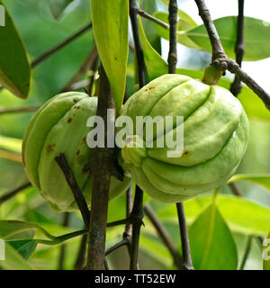 Garcinia Gummi - gutta ist eine tropische Arten von Garcinia native zu Indonesien. Gemeinsamen Namen gehören Garcinia Cambogia, sowie brindleberry, Malabar t Stockfoto