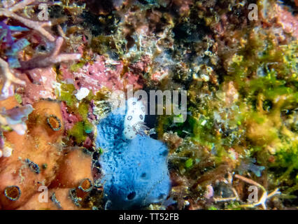 Eine kleine gepunktete Nacktschnecke (Chromodoris Coi) Stockfoto