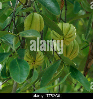 Garcinia Gummi - gutta ist eine tropische Arten von Garcinia native zu Indonesien. Gemeinsamen Namen gehören Garcinia Cambogia, sowie brindleberry, Malabar t Stockfoto