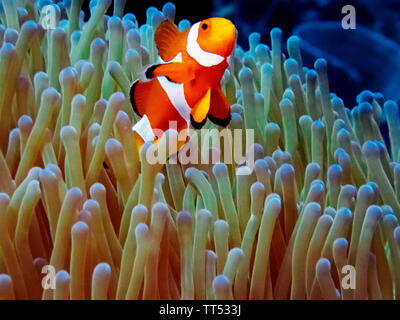 Die Gemeinsame oder falscher Clownfisch (Amphiprion ocellaris) in einer Anemone in El Nido, Palawan Stockfoto