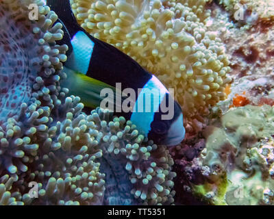 Ein Clark von Anemonenfischen (Amphiprion Clarkii) Stockfoto