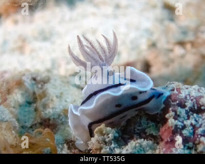 Eine Nahaufnahme eines Chromodoris Willani Nacktschnecke Stockfoto