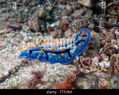 Eine himmlische Nembrotha (Phyllidia coelestis) Nacktschnecke Stockfoto