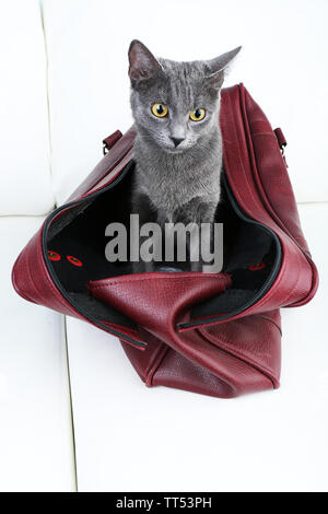 Katze in dunklem Rot Beutel auf hellen Hintergrund Stockfoto