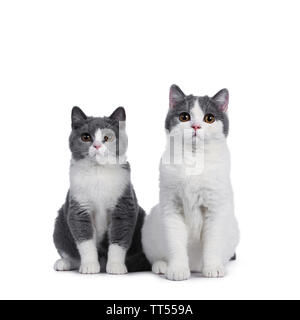 Cute Duo von 2 Blau mit weißen Britisch Kurzhaar Kätzchen, Sitzen, Front. Auf der Suche mit runden braunen Augen zu Viewer. auf weißem Hintergrund. Stockfoto