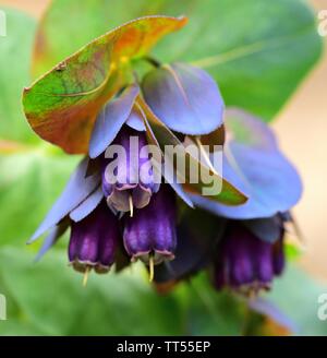 Cerinthe große Purpurascens Stockfoto