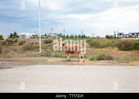 Eine Kuh zu Fuß auf den Straßen in Gobustan in der Nähe von Baku, Aserbaidschan Stockfoto