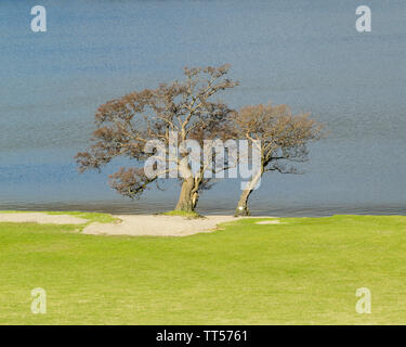 Mutter und Tochter Bäume im Lake District an einem sonnigen Wintertag. Stockfoto