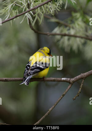 UNITED STATES - 9. Mai 2016: American Goldfinch:: Carduelis tristis. (Douglas Graham/WLP) Stockfoto