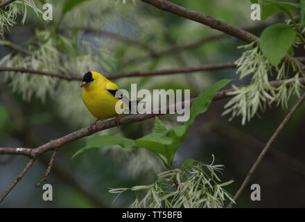 UNITED STATES - 9. Mai 2016: American Goldfinch:: Carduelis tristis. (Douglas Graham/WLP) Stockfoto