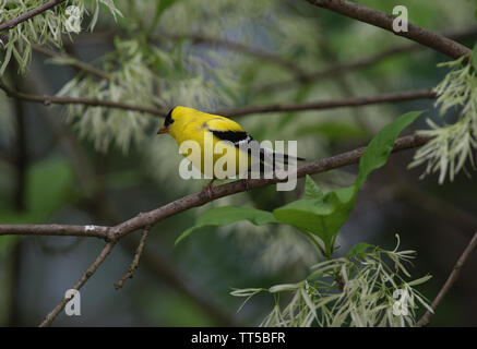 UNITED STATES - 9. Mai 2016: American Goldfinch:: Carduelis tristis. (Douglas Graham/WLP) Stockfoto