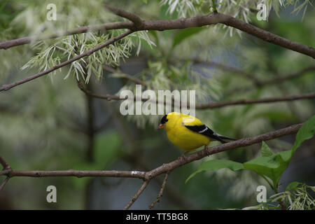 UNITED STATES - 9. Mai 2016: American Goldfinch:: Carduelis tristis. (Douglas Graham/WLP) Stockfoto