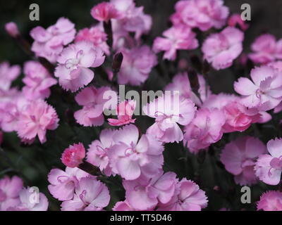 Nahaufnahme einer Gruppe von rosa Dianthus caryophyllus Stockfoto