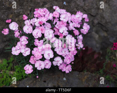 Nahaufnahme einer Gruppe von rosa Dianthus caryophyllus Stockfoto