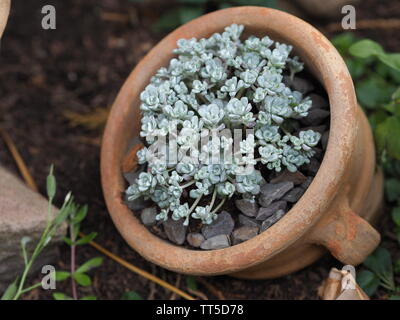 Sedum spathulifolium in einem kleinen Amphora Stockfoto