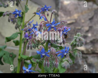 Nahaufnahme einer Borago officinalis vor einer Mauer aus Stein neben einem Gewächshaus Stockfoto
