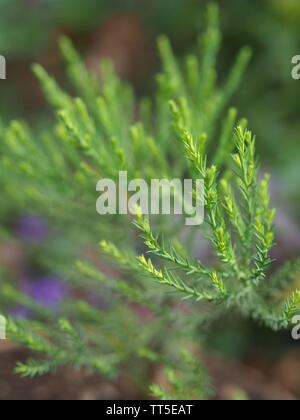 Detailansicht der Nadeln einer sequoiadendron giganteum Stockfoto