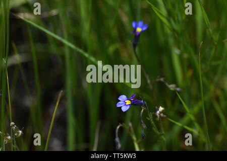 Schmetterling Lobelia Blumen (Monopsis decipiens) Im Grünland Stockfoto