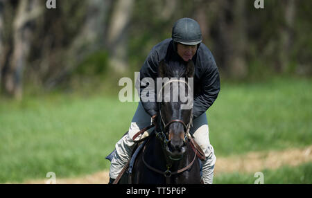 UNITED STATES - 11. April 2016: Woods Winant lange Zeit Reiter und steeplechase Jockey arbeitet 'Southern Segel "vor diesem Wochenende Punkt-zu-Punkt Stockfoto