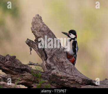 Ein männlicher Großer Specht, Dendrocopos major, auf einen gefallenen Ast beschmutzt, gegen einen völlig defokussiert natürlichen Hintergrund. Stockfoto