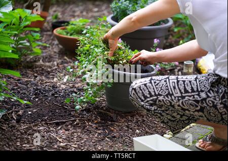 Frau im Garten arbeiten und Umtopfen einer Pflanze Stockfoto