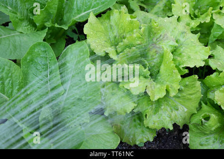 Bewässerung Kopfsalat - Sommer im Garten mit Wasser aus einem Schlauch Sprinkler. Salatsorten sind Lattich Romaine und Michelle. Stockfoto