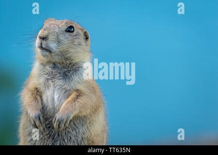 Prairie Dog (Cynomys) suchen und auf weichen blauen Hintergrund Raum für Text nach links kopieren Stockfoto