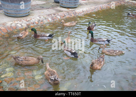 Vielzahl von Stockenten und Erpel ruckartig auf der Oberfläche des Wassers in einem geschlossenen Teich Stockfoto