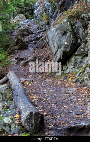 Naturwandern Berg Schmutz Weg durch regnerische Wälder in Skagway, Alaska, bergauf zum Upper Dewey Lake. Nasser Boden mit herbstlichen Herbstlaub. Stockfoto