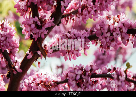 Die üppig blühenden Der Frühling Baum cercis Stockfoto