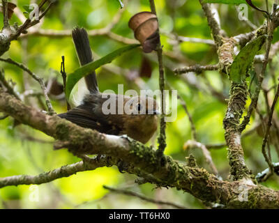 Kauai Elepaio, Chasiempis sclateri, eine endemische Vogel auf der Insel Kauai Hawaii im Alakai Plateau Stockfoto