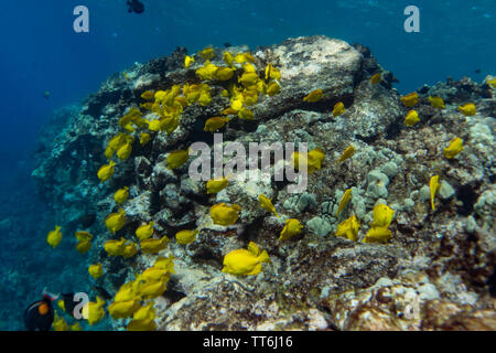 Eine Schule der gelben Tang, Zebrasoma flavescens, beim Schnorcheln im Captain Cook Denkmal, Kealakekua Bay, Hawaii Stockfoto