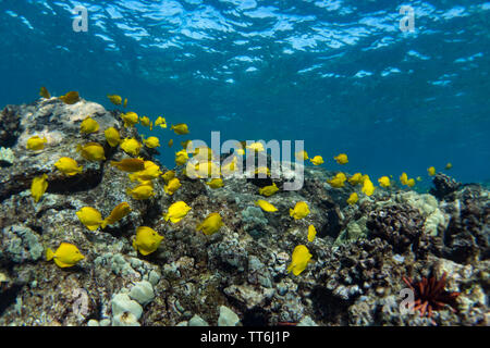 Eine Schule der gelben Tang, Zebrasoma flavescens, beim Schnorcheln im Captain Cook Denkmal, Kealakekua Bay, Hawaii Stockfoto