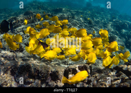 Eine Schule der gelben Tang, Zebrasoma flavescens, beim Schnorcheln im Captain Cook Denkmal, Kealakekua Bay, Hawaii Stockfoto