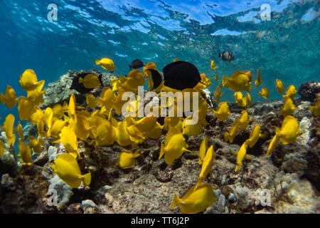 Eine Schule der gelben Tang, Zebrasoma flavescens, beim Schnorcheln im Captain Cook Denkmal, Kealakekua Bay, Hawaii Stockfoto