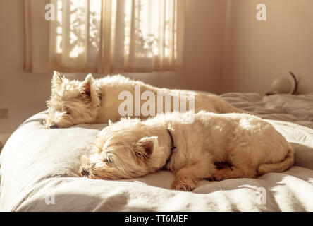 Wochenende schlafen in für Zwei niedliche faul West Highland White Terrier westie Hunde auf dem Bett im Schlafzimmer Stockfoto