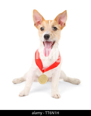 Lustige kleine Hund Jack Russell Terrier mit Gold prämierten Medaille, isoliert auf weißem Stockfoto