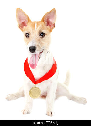 Lustige kleine Hund Jack Russell Terrier mit Gold prämierten Medaille, isoliert auf weißem Stockfoto