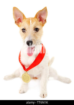 Lustige kleine Hund Jack Russell Terrier mit Gold prämierten Medaille, isoliert auf weißem Stockfoto