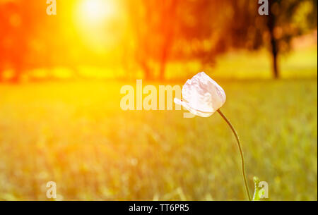 Lonely Schlafmohn mit weißen Blüten im Sonnenuntergang Stockfoto