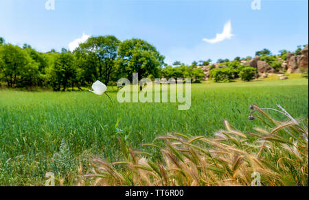 Lonely Schlafmohn mit weißen Blüten im grünen Gras Stockfoto