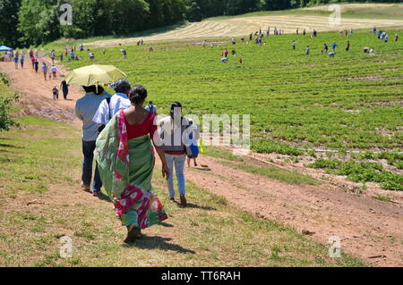 Middlefield, CT USA. Jun 2019. Eine indische amerikanische Familie zu Fuß auf dem Weg zu einer neuen England Obstgärten zu Kommissionierung Erdbeeren gehen. Stockfoto