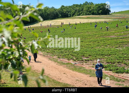 Middlefield, CT USA. Jun 2019. Happy Arabischen amerikanische Frau trägt ein Kopftuch zu Fuß nach Hause von den Obstgärten mit ihrer kleinen Ernte der Erdbeeren. Stockfoto