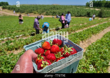 Ernte Boxen von Red Delicious Erdbeeren bis in den Vordergrund unscharf Obstpflücker gefüllt wird. Stockfoto