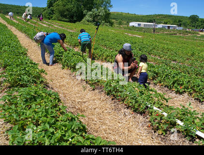 Middlefield, CT USA. Jun 2019. Spanischer Familie genießen einen schönen warmen Tag der Obsternte in einem lokalen Obstgarten. Stockfoto