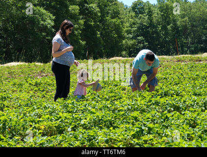 Middlefield, CT USA. Jun 2019. Menschen aus allen Gesellschaftsschichten und Kulturen profitieren von den ersten Tagen des neuen England Obsternte saeson. Stockfoto