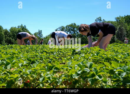 Middlefield, CT USA. Jun 2019. Freunde teilen etwas Qualität mal Erdbeeren pflücken an einem lokalen New England Obstgarten. Stockfoto