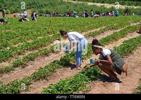 Middlefield, CT USA. Jun 2019. Freunde teilen etwas Qualität mal Erdbeeren pflücken an einem lokalen New England Obstgarten. Stockfoto