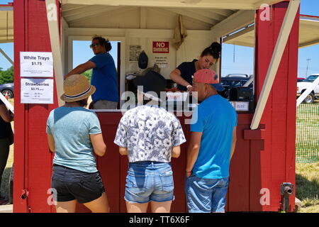 Middlefield, CT USA. Jun 2019. Kunden, die Ihre Kisten voller Erdbeeren abgewogen erhalten vor dem Kauf. Stockfoto